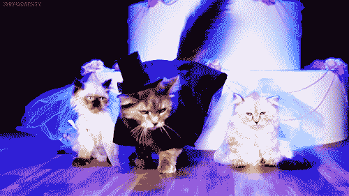 mariage-chats